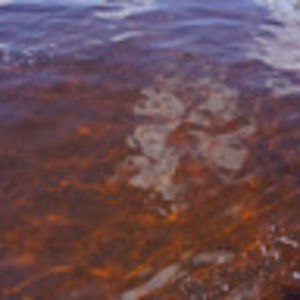 Meet your Posher, Stella